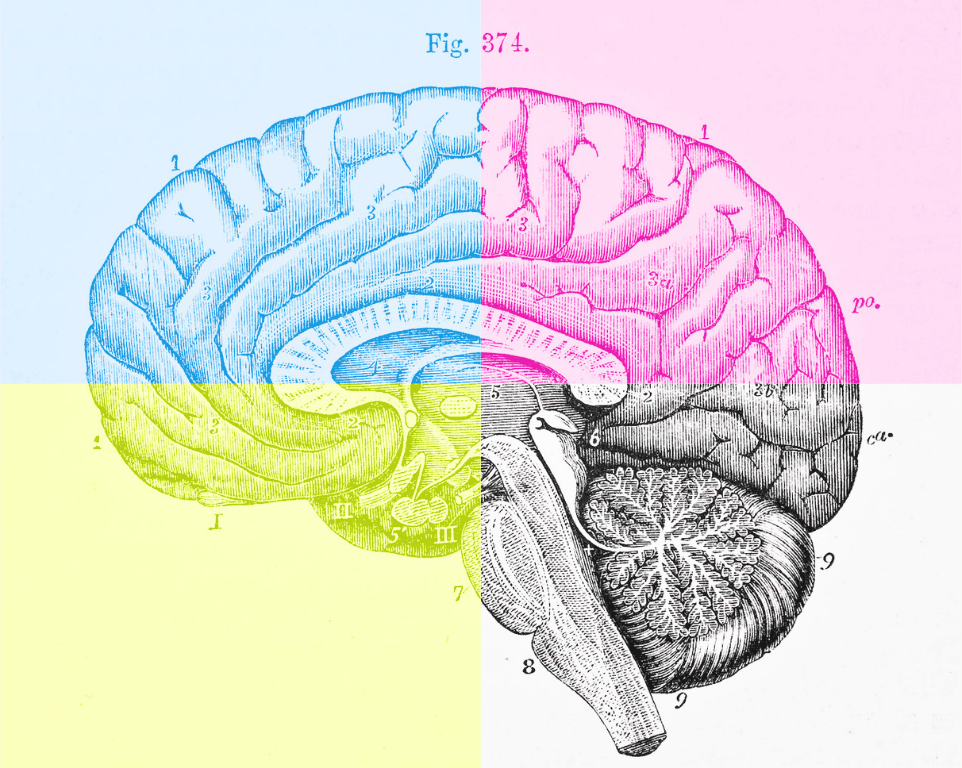 Fig. 374 — the human brain, quartered